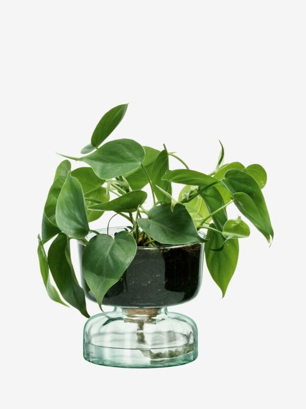 LSA Canopy Self Watering Planter H13Cm Clear/Part Optic - Image 2